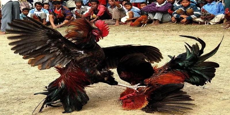 Cá cược kịch tính với hình thức cựa dao