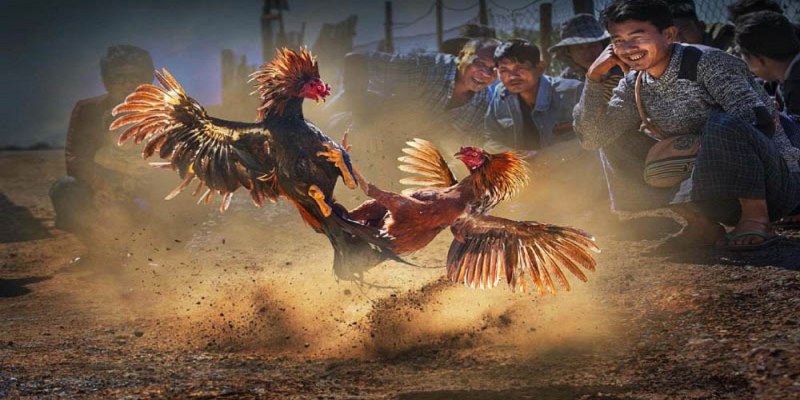 Cách thả gà đá cựa sắt là hãy đảm bảo vị trí cân bằng 