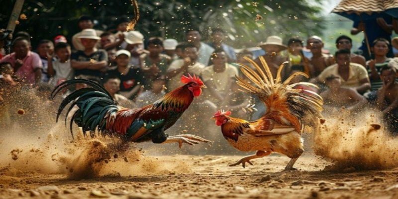Cách Thả Gà Đá Cựa Sắt - Giành Ưu Thế Ngay Từ Giây Đầu