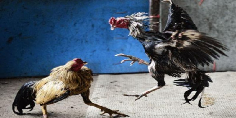 Chọn giống gà đá phù hợp